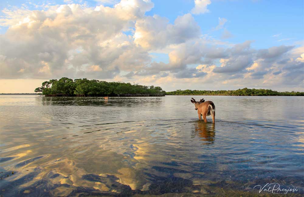 coupon-bight-activity-image