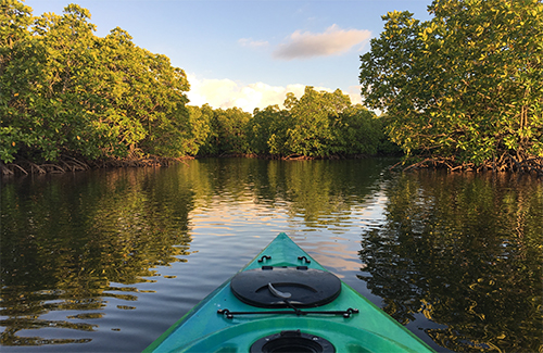 Kayak in the Mangrove forest