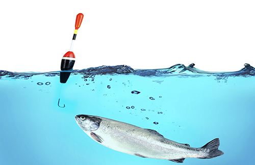 Fishing a trout, isolated on white