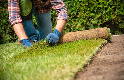 Man laying grass turf rolls for new garden lawn